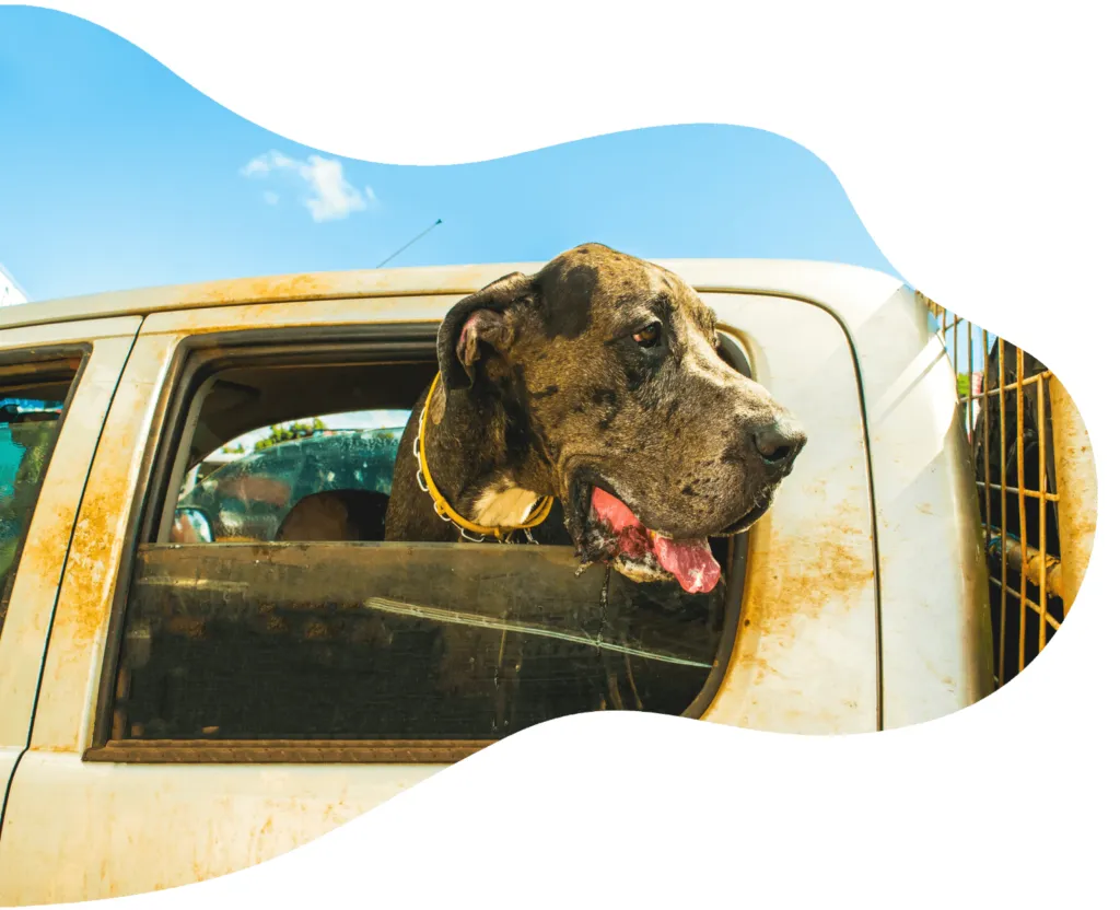 eine Dogge schaut aus edem Fenster eines Autos