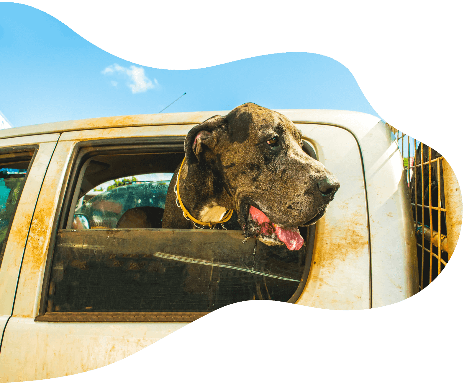 Dogge guckt aus dem Autofenster