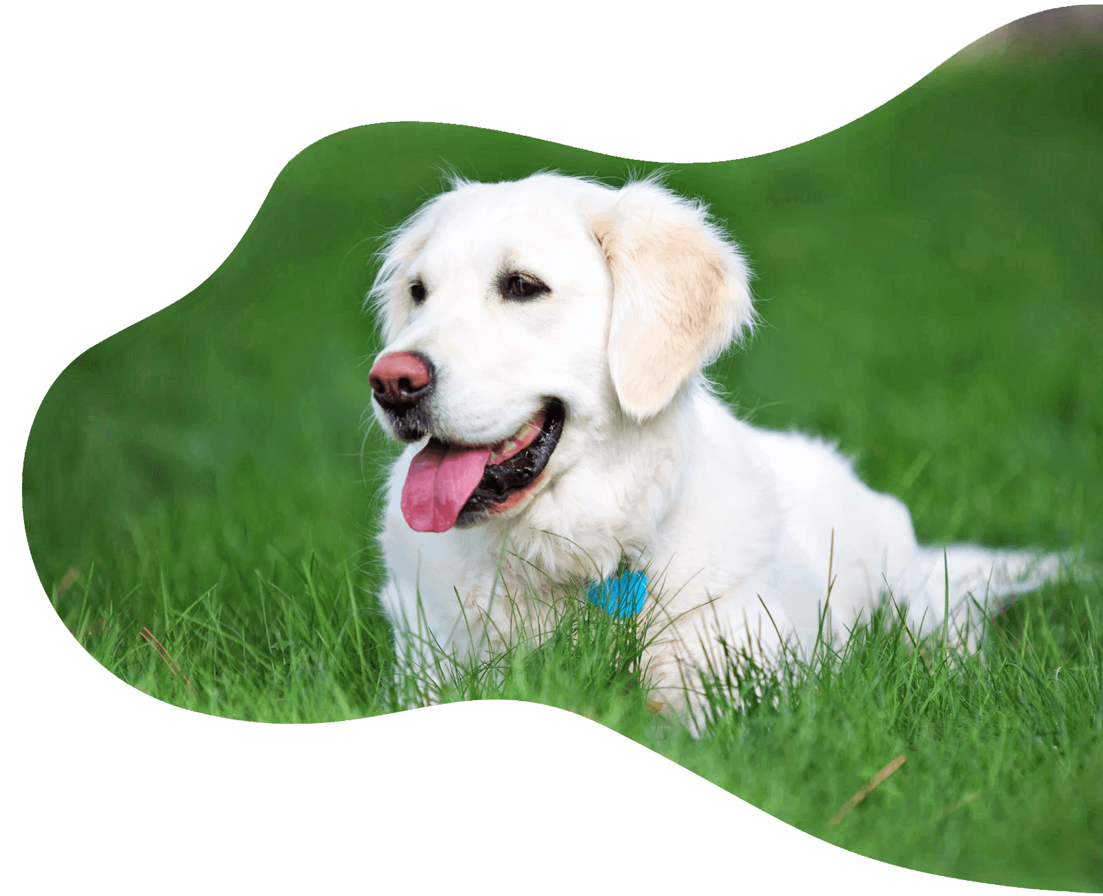 weisser Hund liegt im Gras